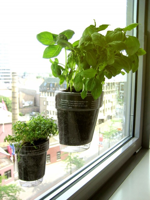 Window Herbs — Shoebox Dwelling | Finding comfort, style and dignity in ...